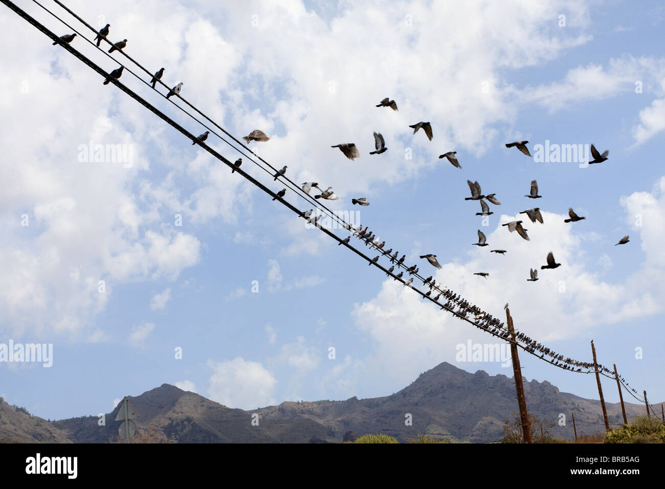 Pigeons sur une ligne de télégraphe près de Armenime dans Tenerife Espagne Europe Banque D'Images