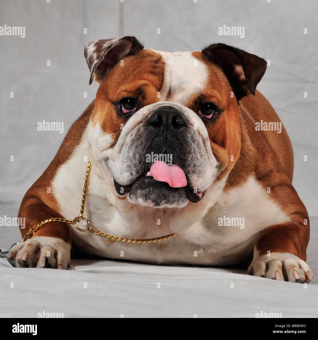 Bulldog lying down Banque D'Images