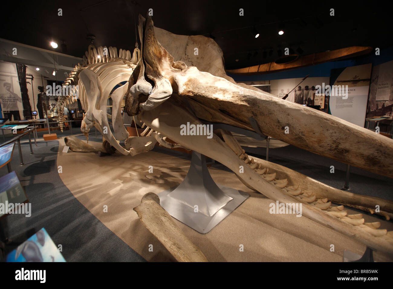 Squelette de baleine, New Bedford Whaling Museum, New Bedford, Massachusetts Banque D'Images