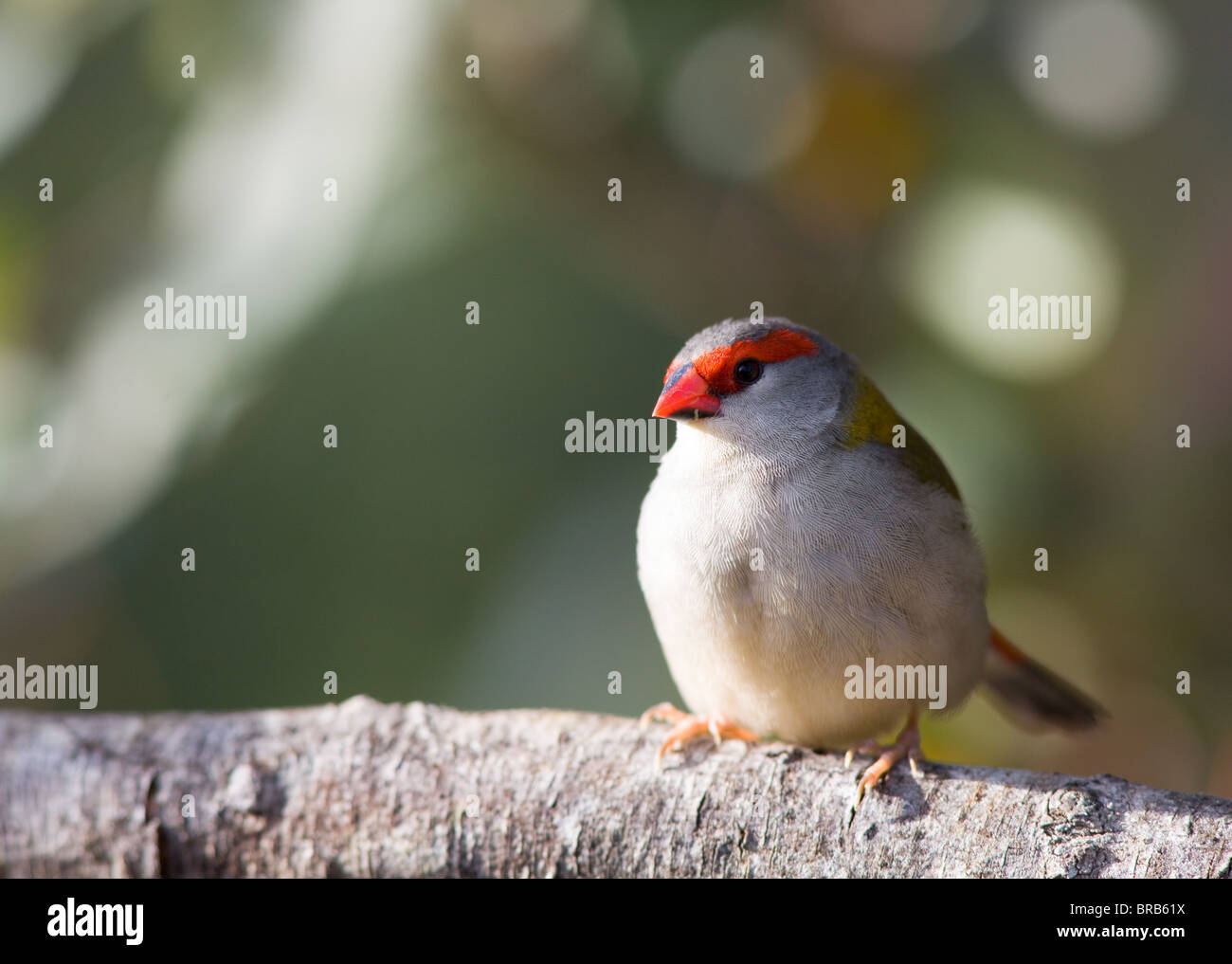 Sourcils rouges Firetail (Neochmia temporalis), NSW, Australie Banque D'Images
