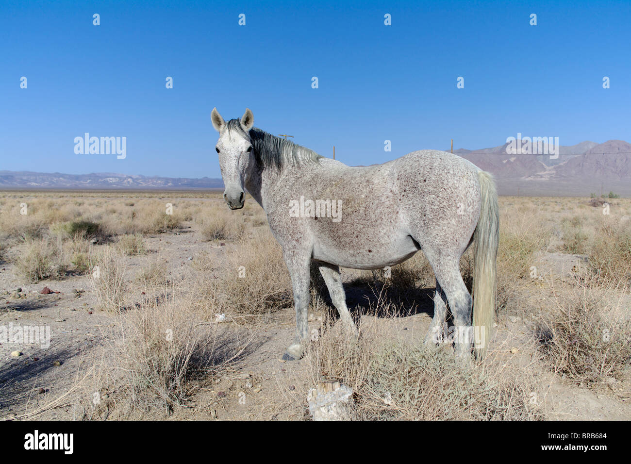 Wild horse près de Death Valley Junction dans Death Valley National Park, California, USA. Banque D'Images