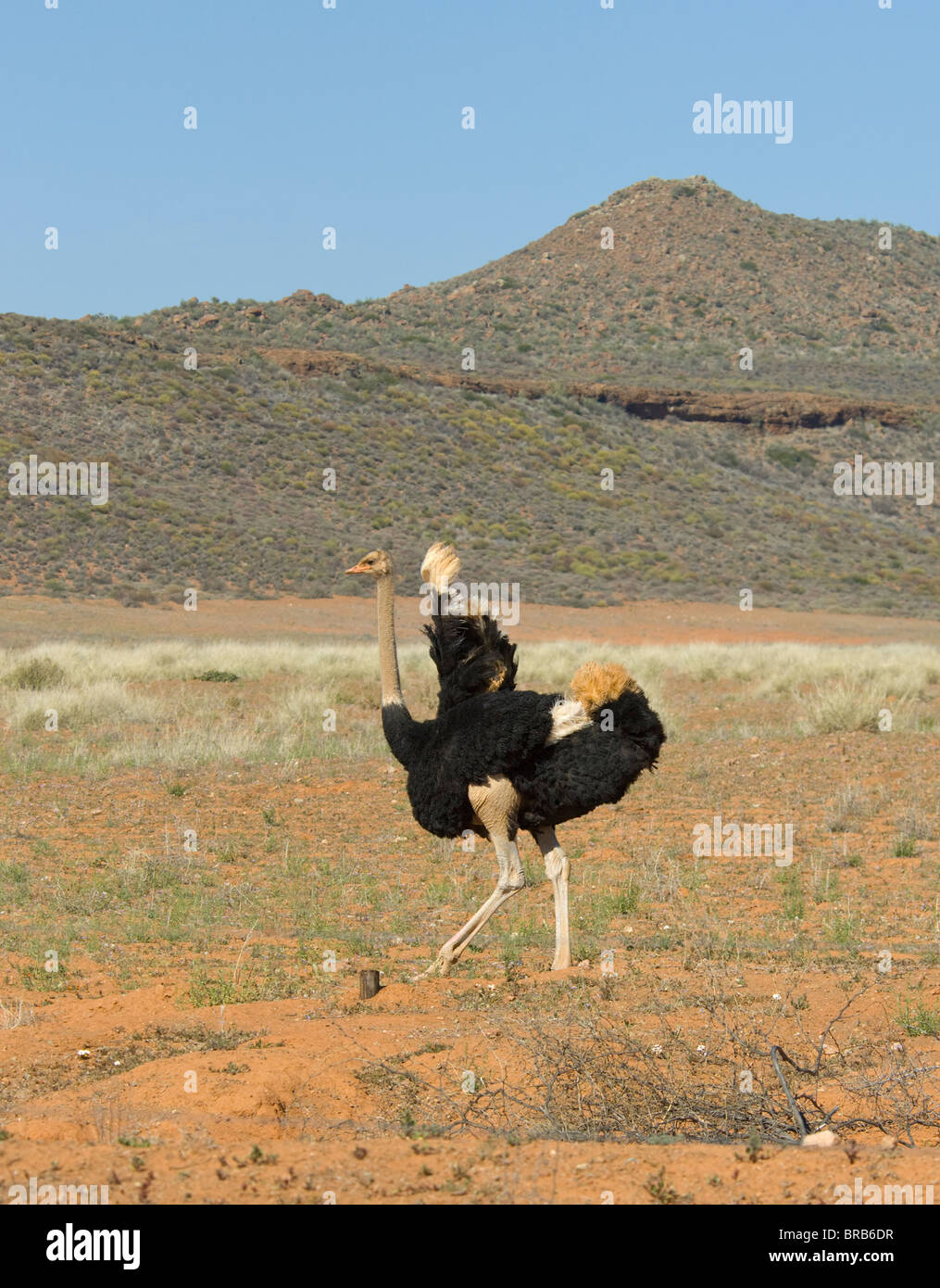 Le Nord du Namaqualand autruche Struthio camelus Cape Afrique du Sud Banque D'Images