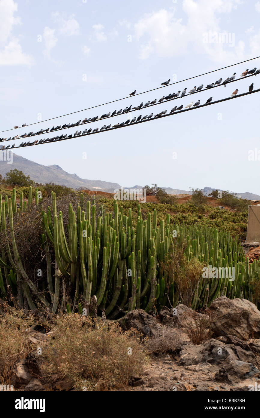 Pigeons sur une ligne de télégraphe près de Armenime dans Tenerife Espagne Europe Banque D'Images