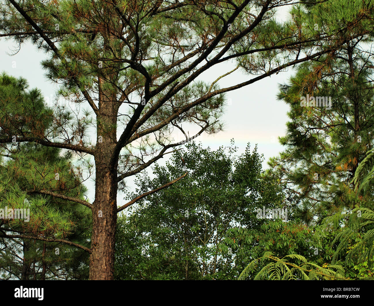 Forêt des pins du sud branche branches vert paysage Banque D'Images