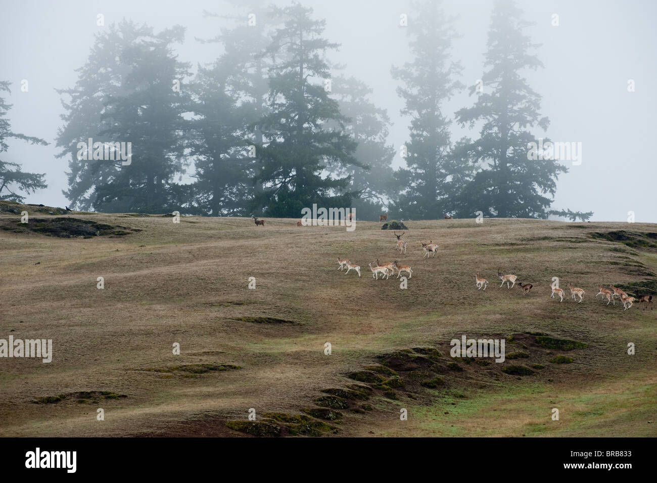 Stuart Island, San Juan Islands, Puget Sound, Washington, USA . La population animale résident comprend toujours les animaux exotiques. Banque D'Images