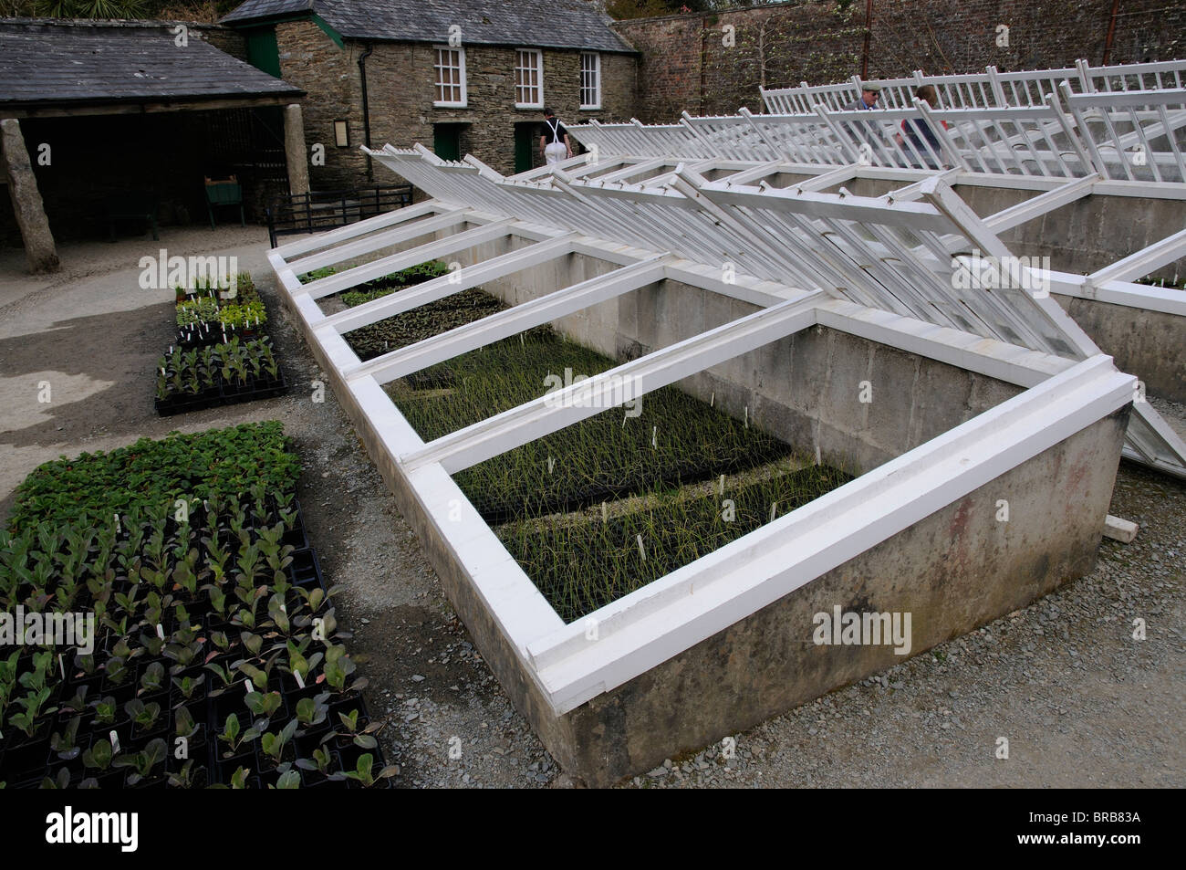 Les plantes qui poussent en couche froide avec le verre s'occupe des jardins  perdus de Heligan Cornwall England UK Photo Stock - Alamy