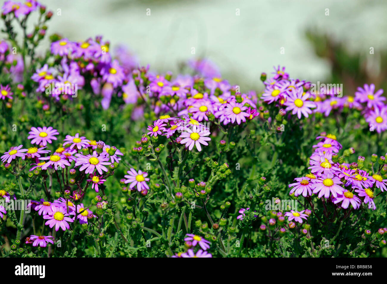 Purple Daisy comme des fleurs de fynbos côtier du Cap occidental, Afrique du Sud. Banque D'Images