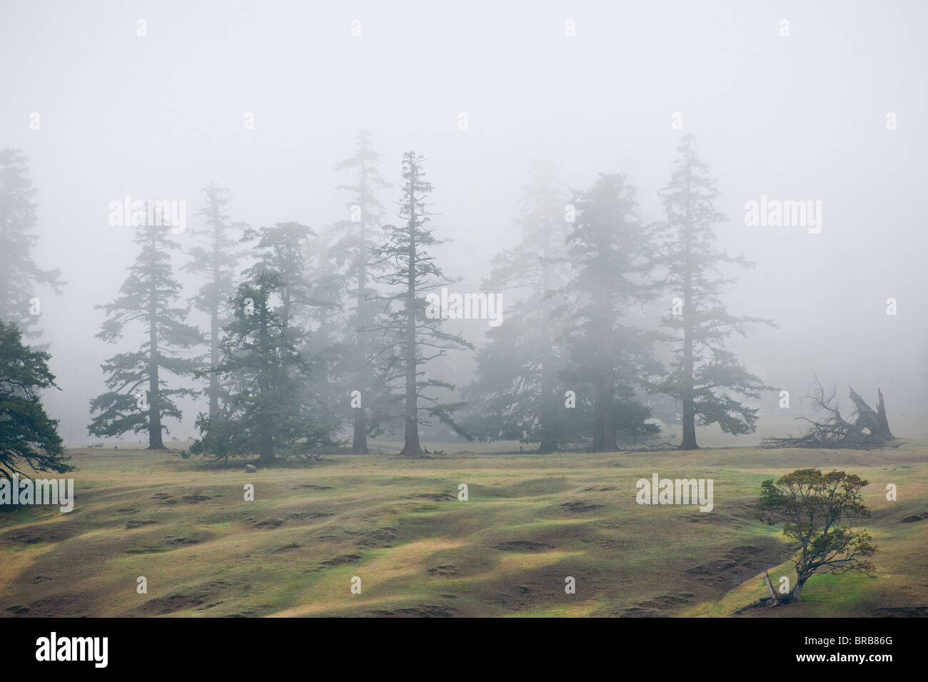 Stuart Island, San Juan Islands, Puget Sound, Washington, USA . La population animale résident comprend toujours les animaux exotiques. Banque D'Images