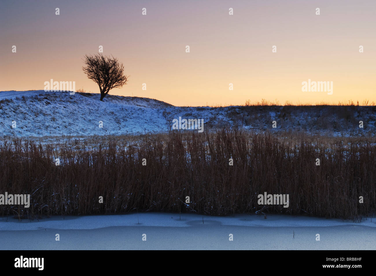 L'Aubépine commune, Crataegus monogyna, silhouette au coucher du soleil, les marais nord du Kent, à l'île de Sheppey, Kent, Angleterre, hiver Banque D'Images