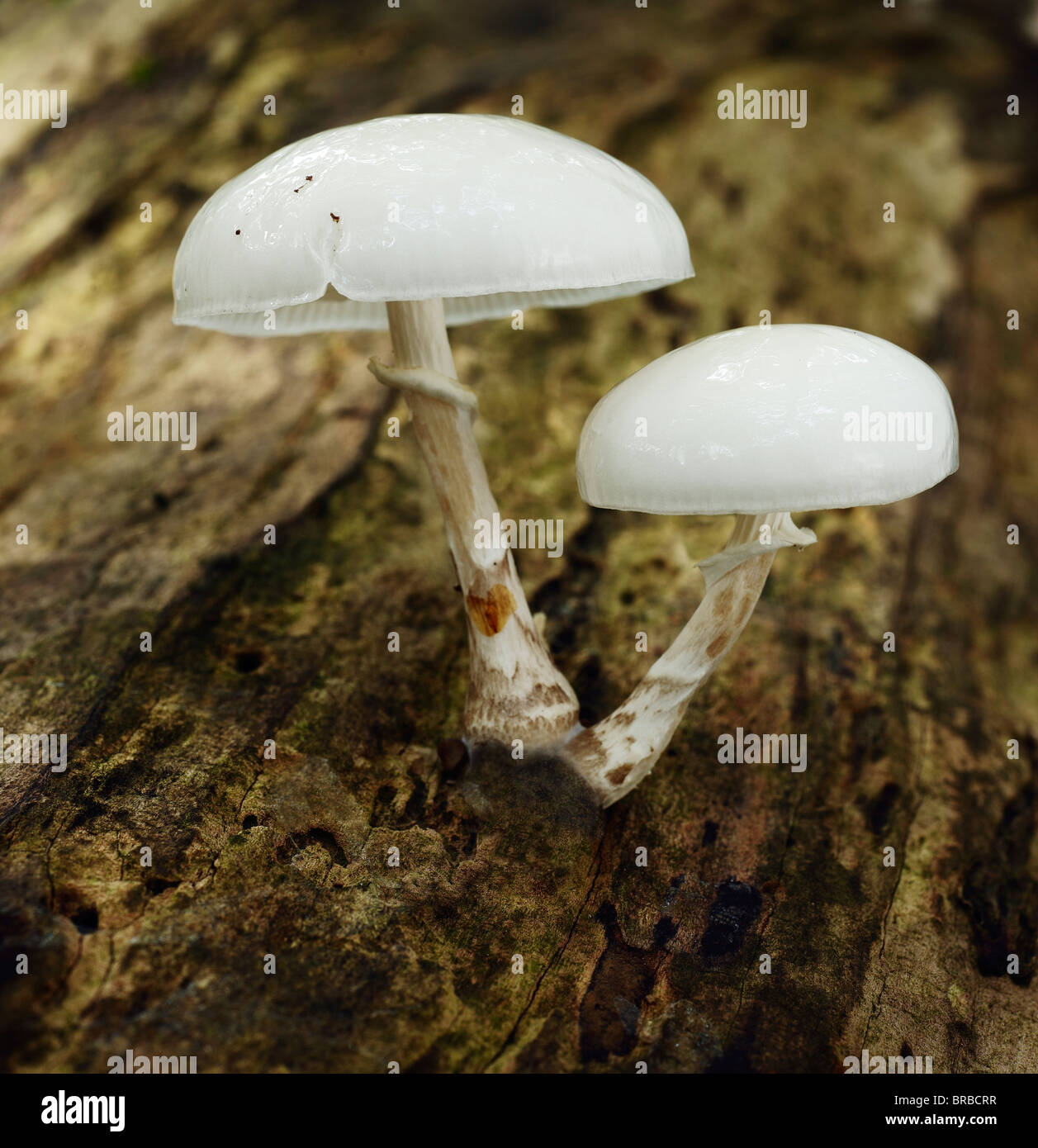 Tasses de champignons, Oudemansiella mucida. Banque D'Images