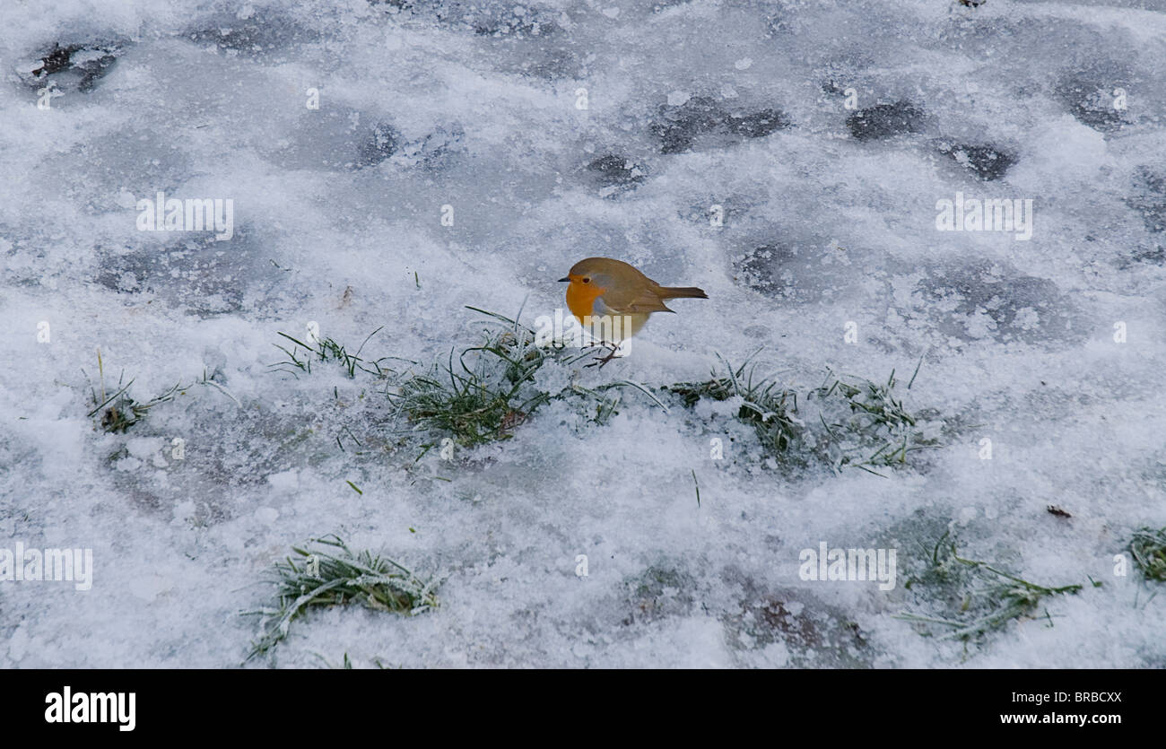 L'Irlande comté de Roscommon Boyle Lough Key Forest Park Robin dans la neige Banque D'Images