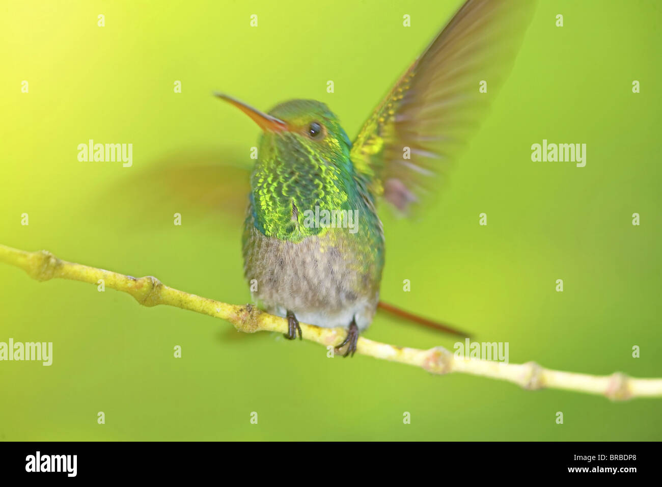 Bruant à queue (Amazilia tzacatl hummingbird) Ouverture des ailes, le Costa Rica, Amérique Centrale Banque D'Images