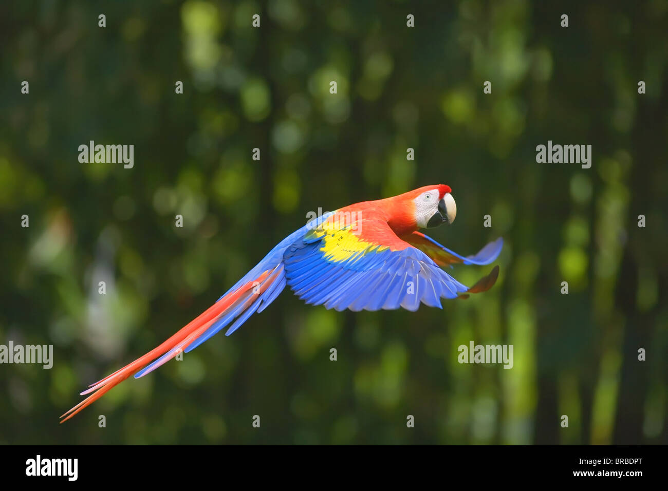 Ara rouge (Ara macao) en vol, le parc national Corcovado, péninsule d'Osa, au Costa Rica, Amérique Centrale Banque D'Images