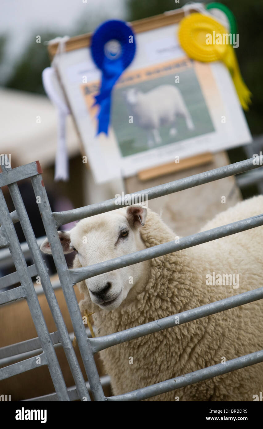 Un mouton dans un enclos en attente d'être jugés au Salon de l'agriculture Stithians, Cornwall. Banque D'Images