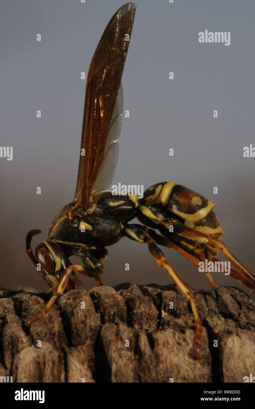 Paper Wasp - Amérique du Nord Banque D'Images