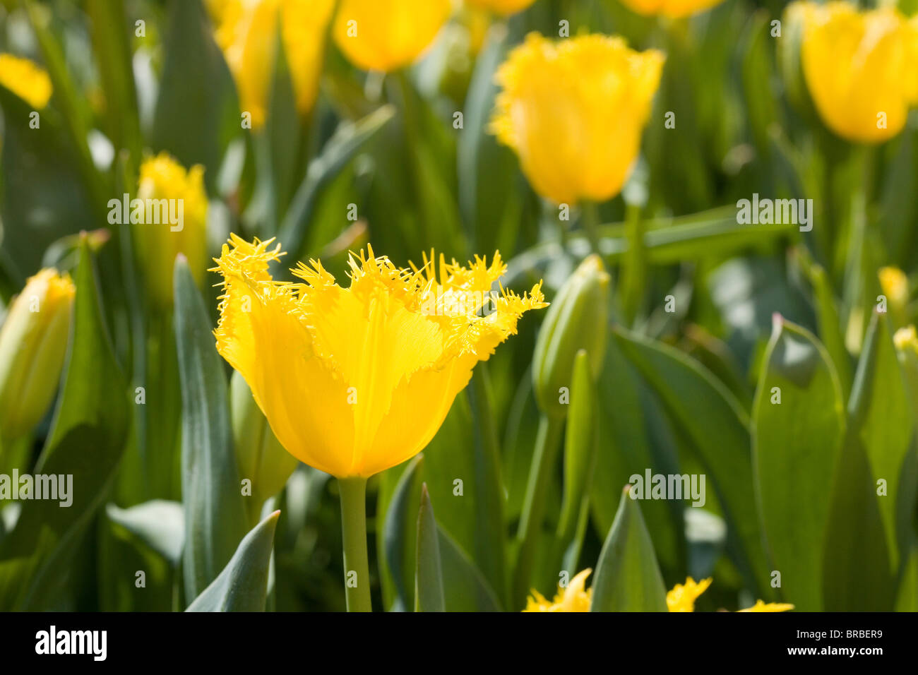 Tulipes jaunes, Corbett Gardens, Bowral, Australie Banque D'Images