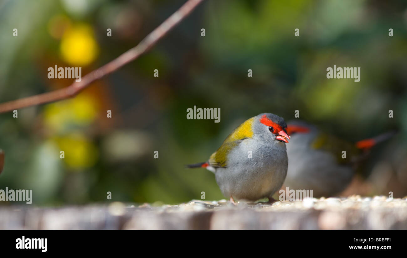 Sourcils rouges Firetail (Neochmia temporalis), NSW, Australie Banque D'Images