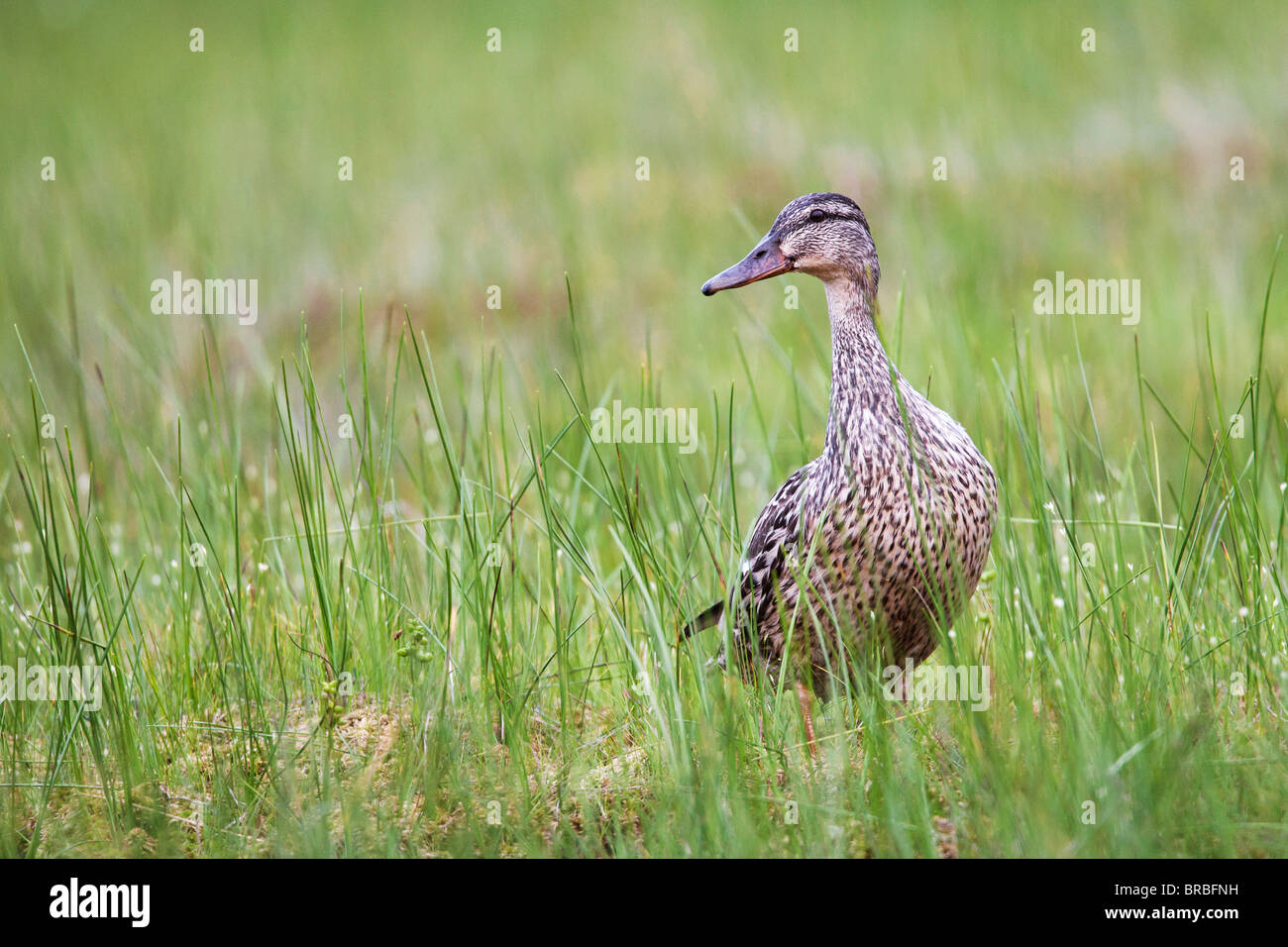 Mallard (femelle) - Debout / Anas platyrhynchos Banque D'Images