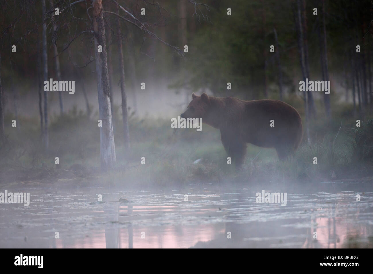 Ours brun - Ursus arctos / permanent Banque D'Images