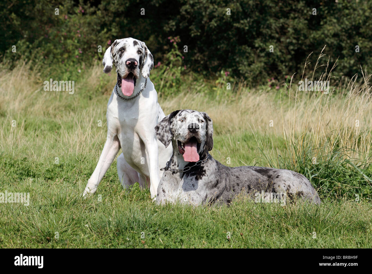 Deux grands danois on meadow Banque D'Images