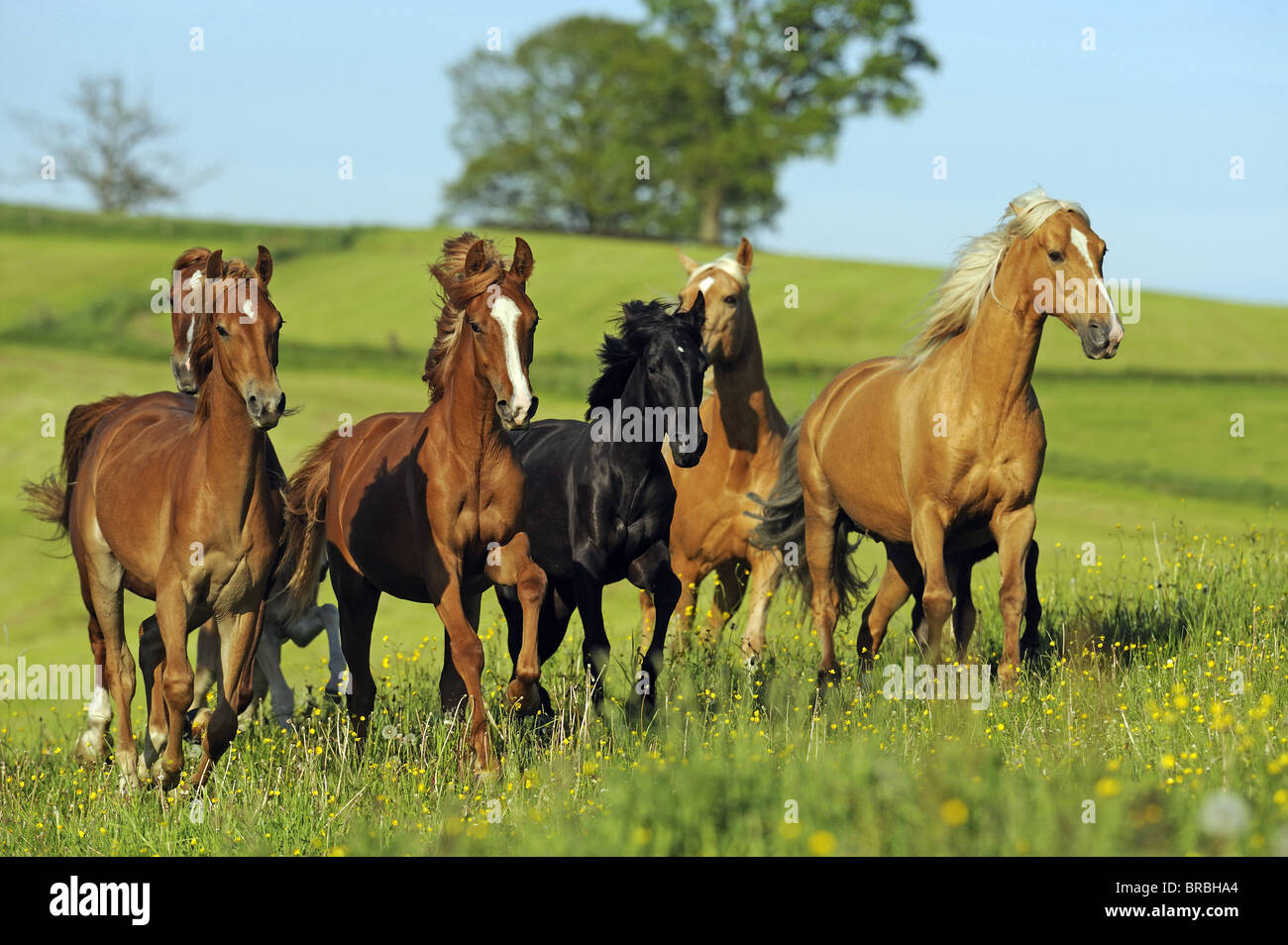 American Saddlebred und Tennessee Walking Horse (Equus ferus caballus), troupeau mélangé de juments et poulains dans un galop sur un pré. Banque D'Images