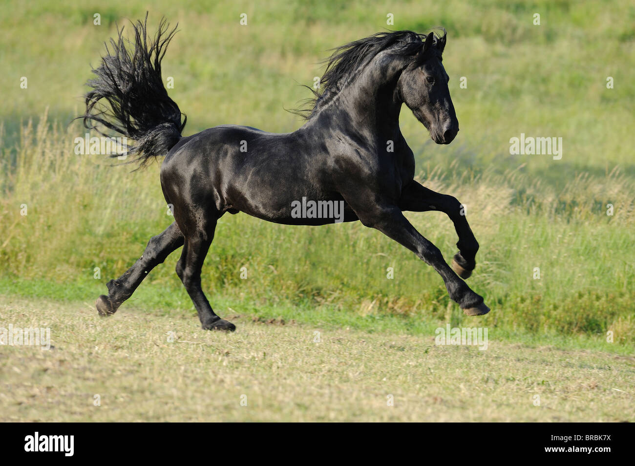 Cheval frison (Equus ferus caballus). Stallion galopping sur un pré. Banque D'Images