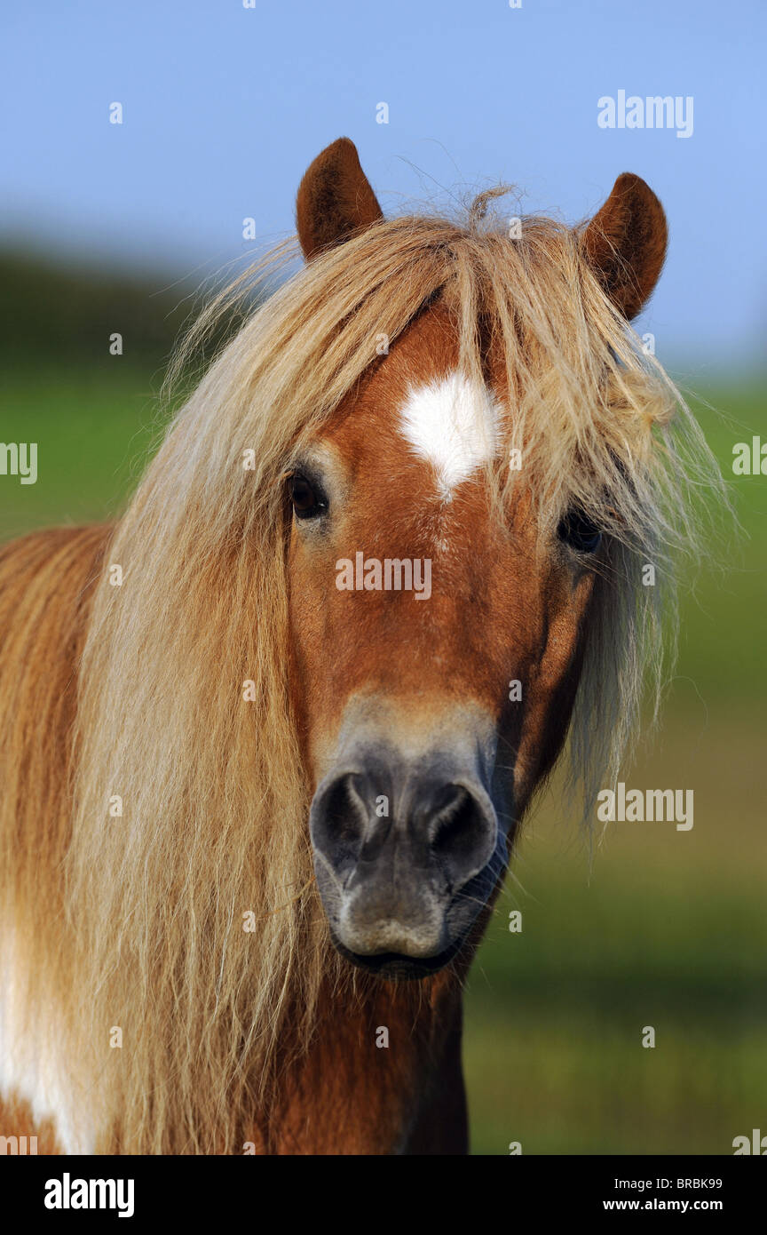 Poney Shetland (Equus ferus caballus), portrait. Banque D'Images