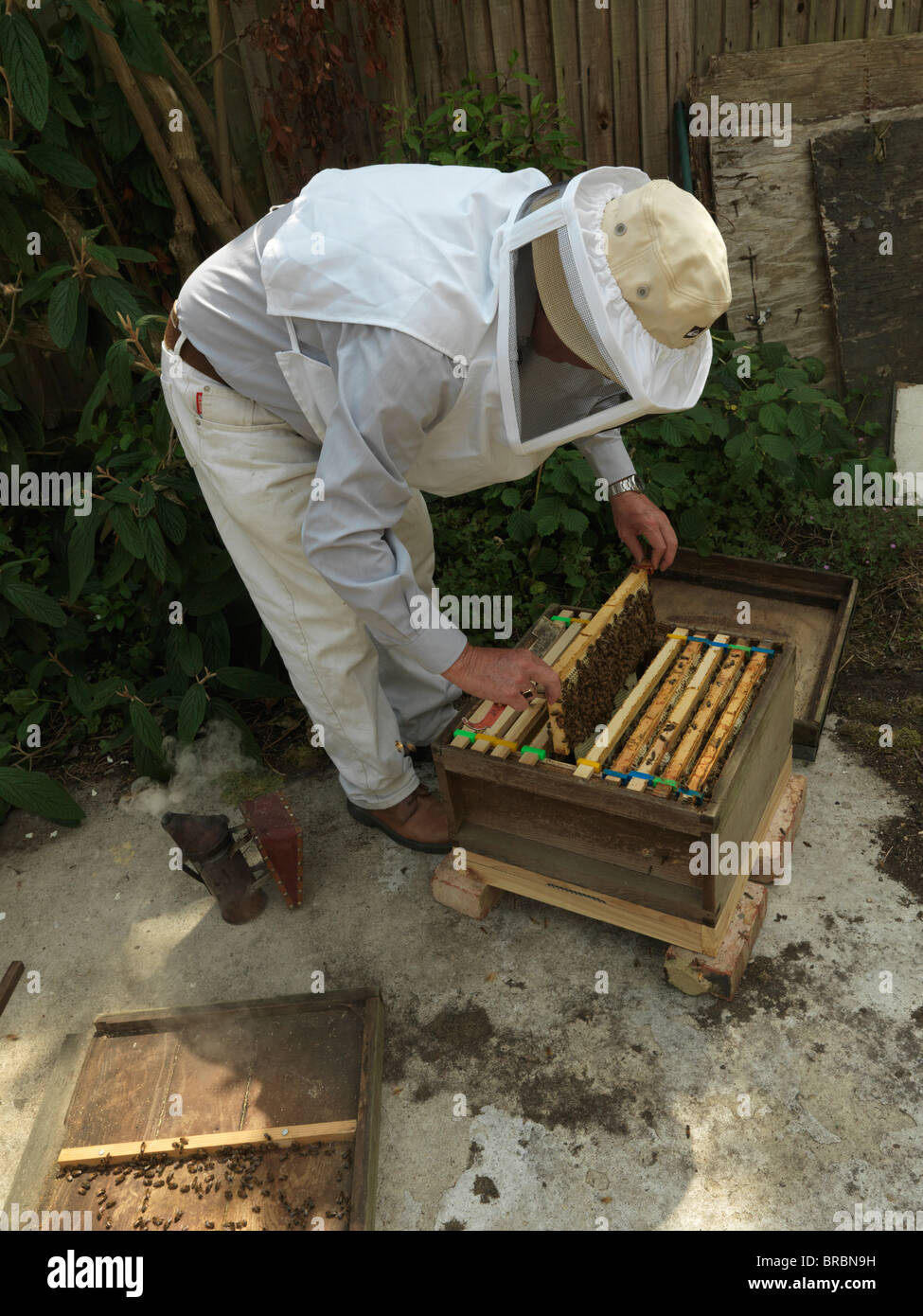 Un apiculteur en portant des vêtements blancs la gestion des cellules prêt à collecter le miel Banque D'Images