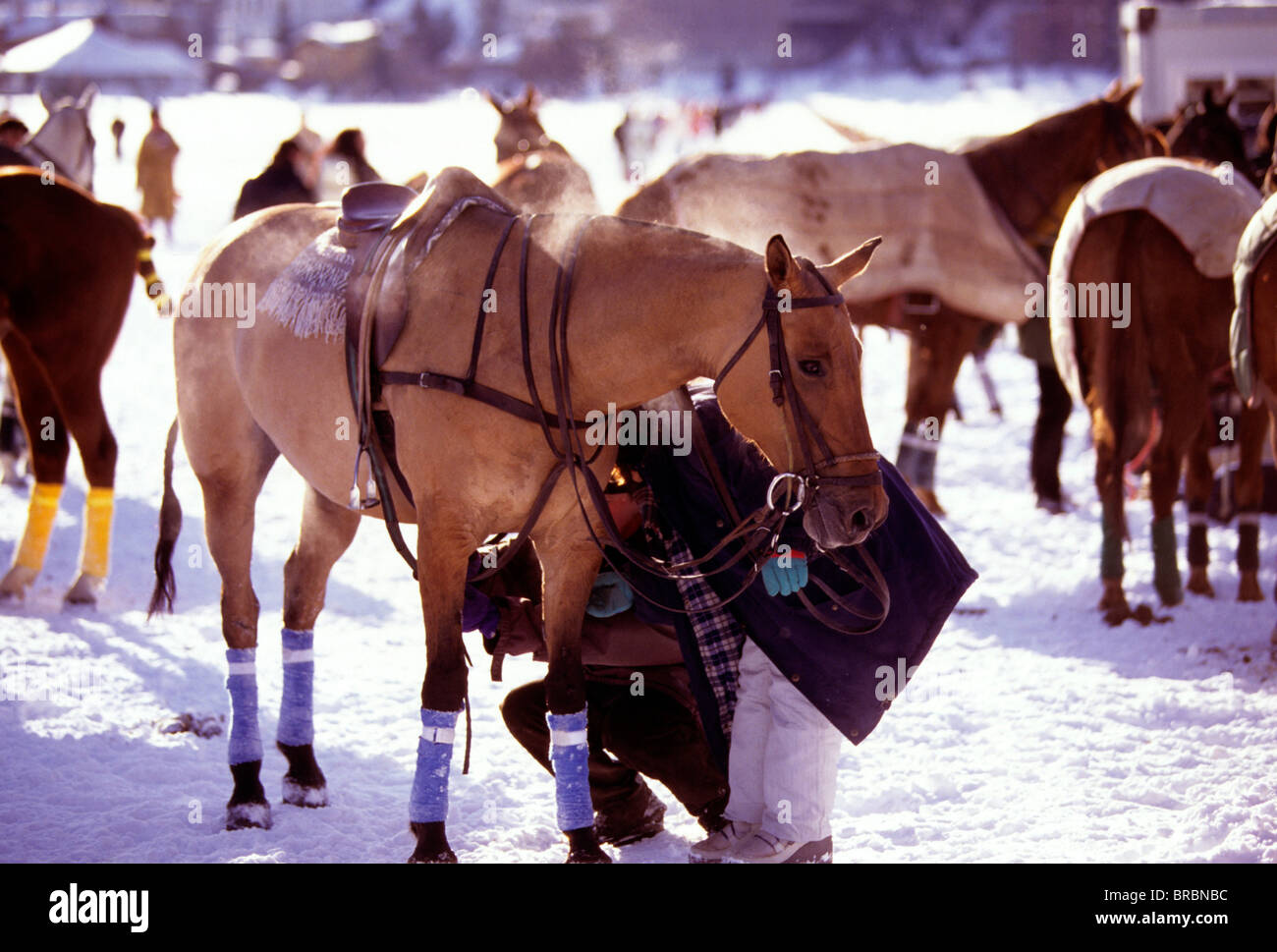 Chevaux de polo après cuisson sur circuit de glace d'hiver de jeu Banque D'Images