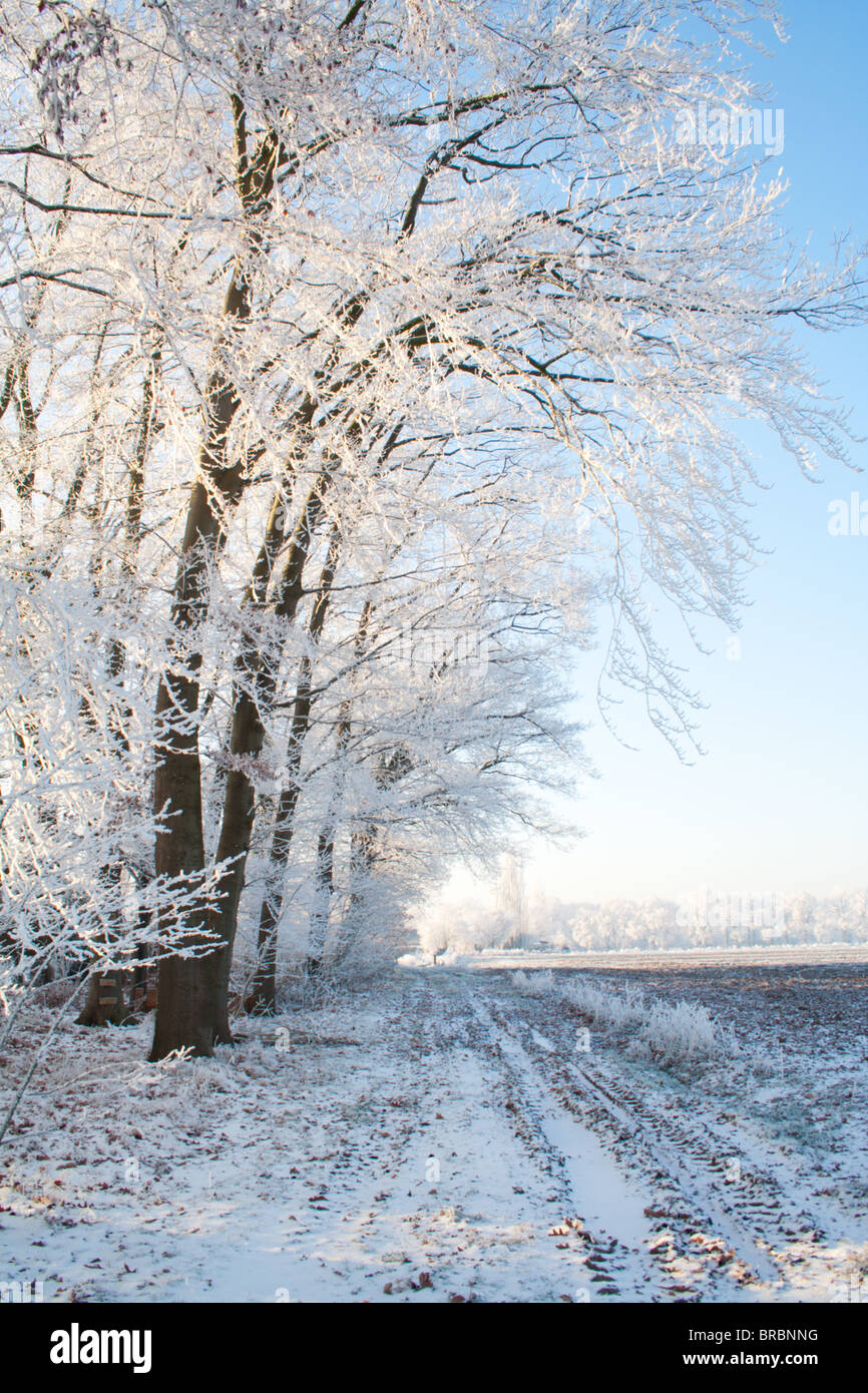 Arbre couvert de neige et le chemin sur une terre agricole au cours de l'hiver. Banque D'Images