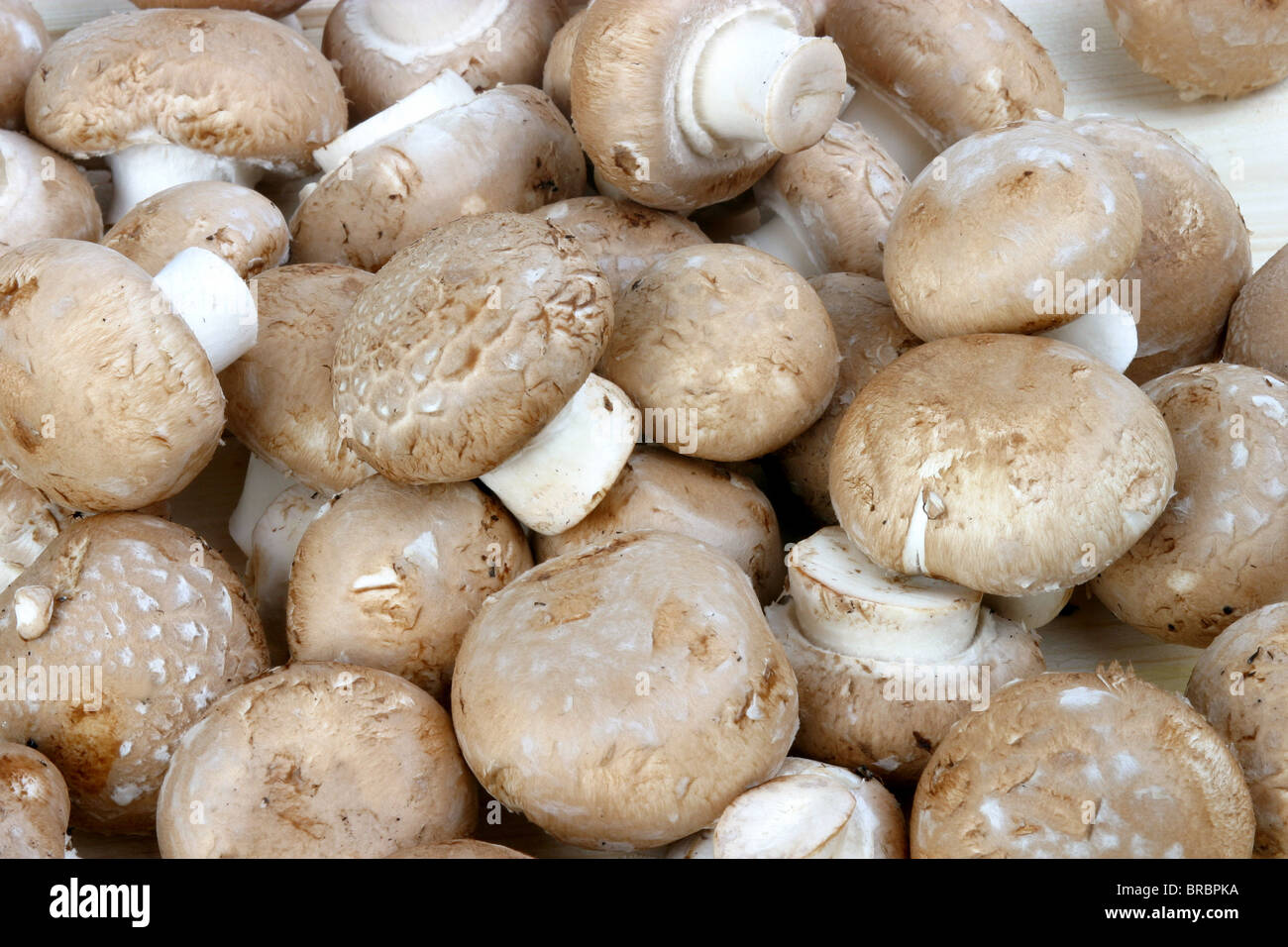 Champignons châtaigne Banque D'Images