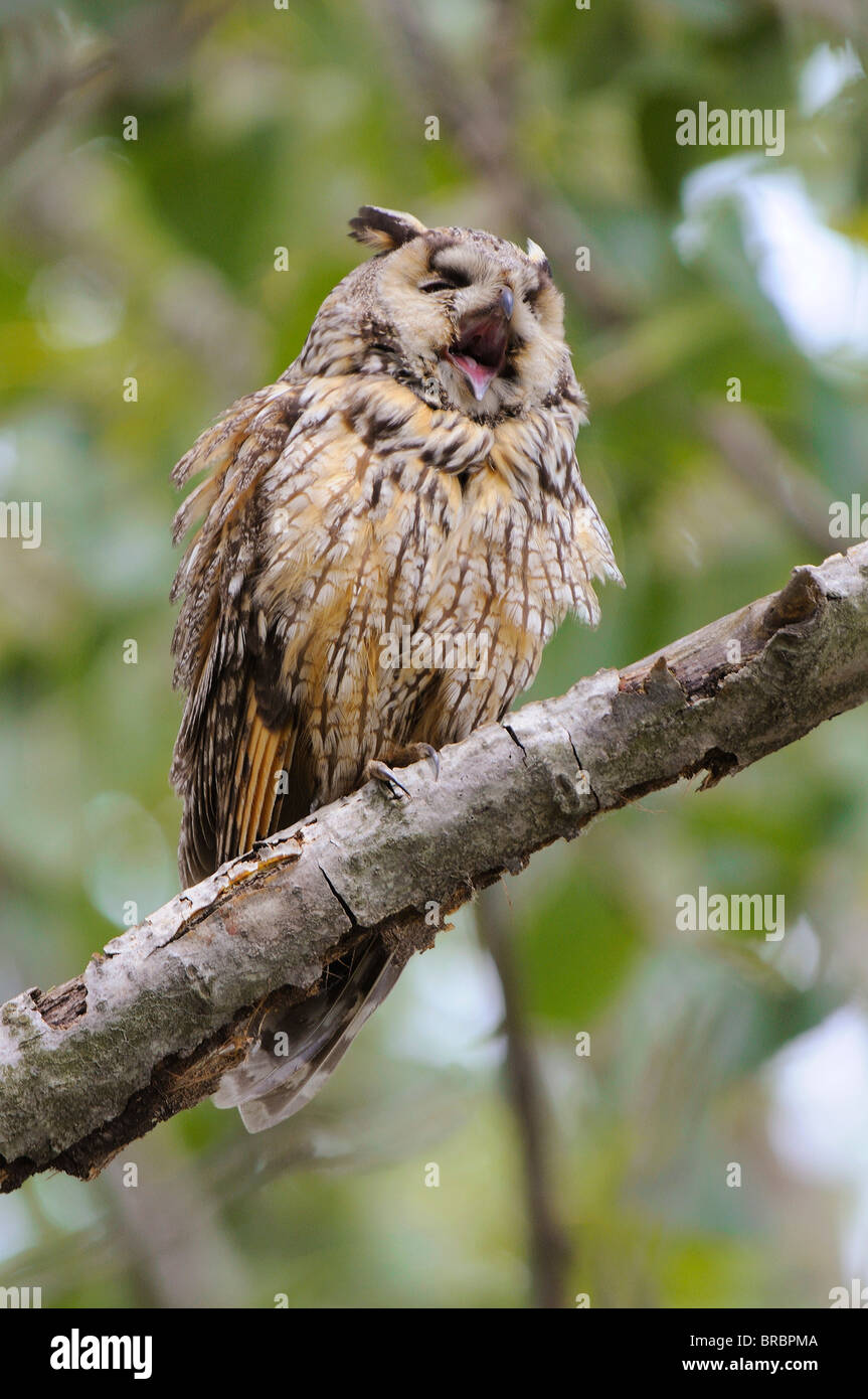 Hibou moyen-duc - sur la branche / Asio otus Banque D'Images