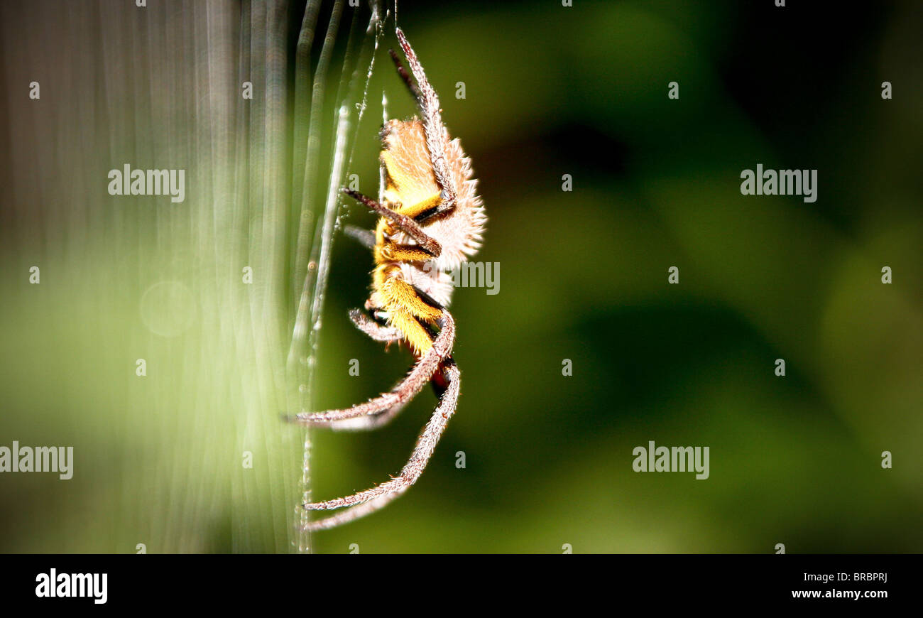 Wolf Spider, Amazonie, Pérou Banque D'Images