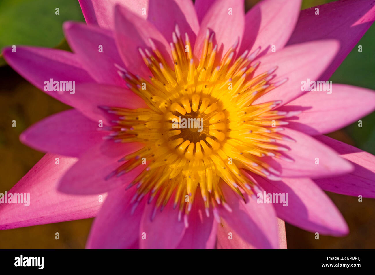 Une fleur de lotus Banque D'Images