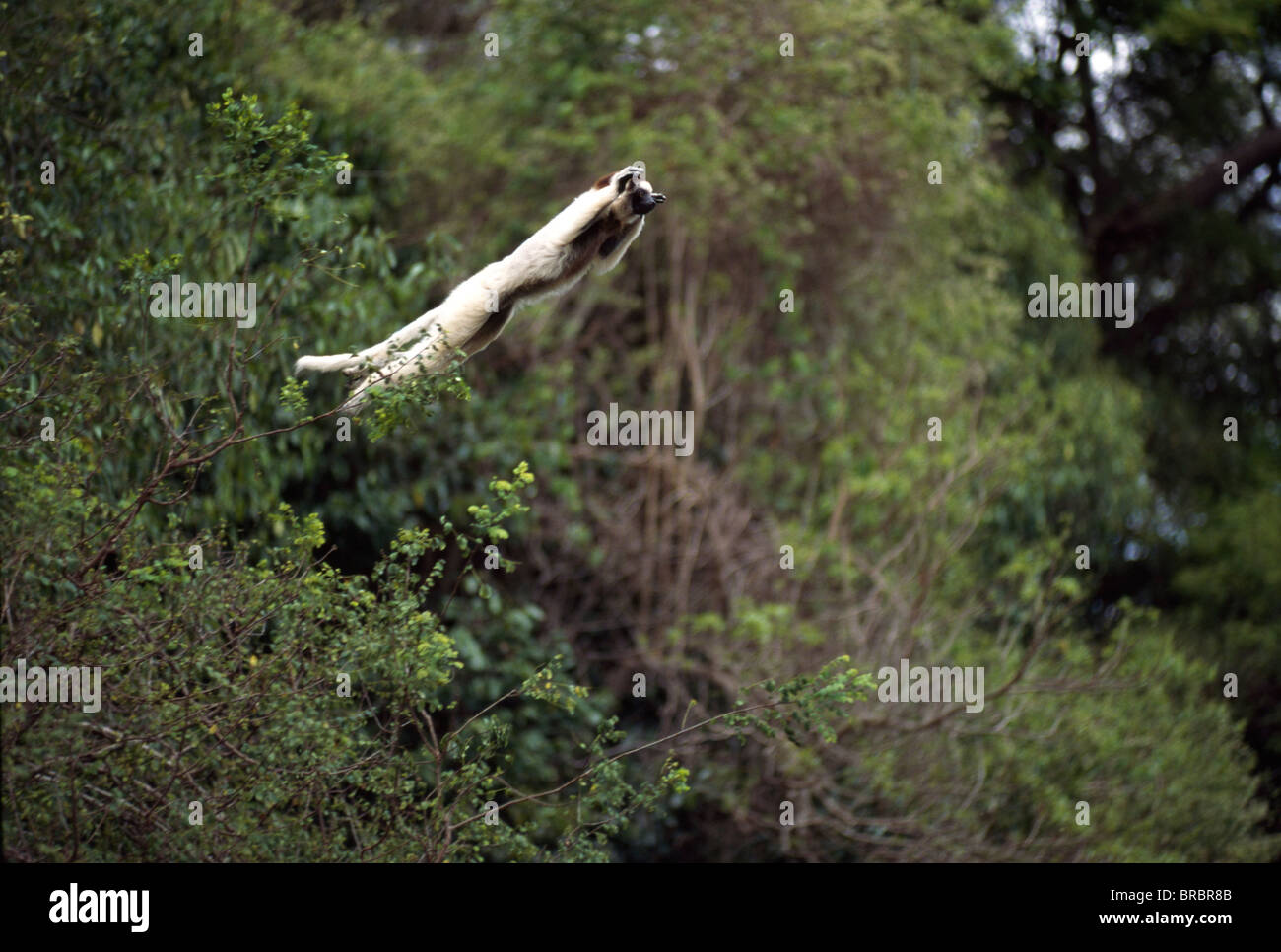 Le Propithèque de verreaux (Propithecus verreauxi) sautant d'un arbre, Berenty Réserve, le sud de Madagascar Banque D'Images