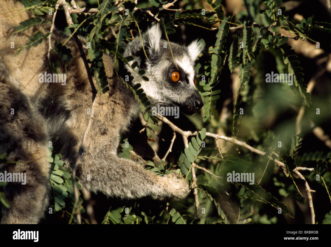 Untitled Document (Lemur catta) se nourrissant de tamarin, Bryanston, sud de Madagascar Banque D'Images