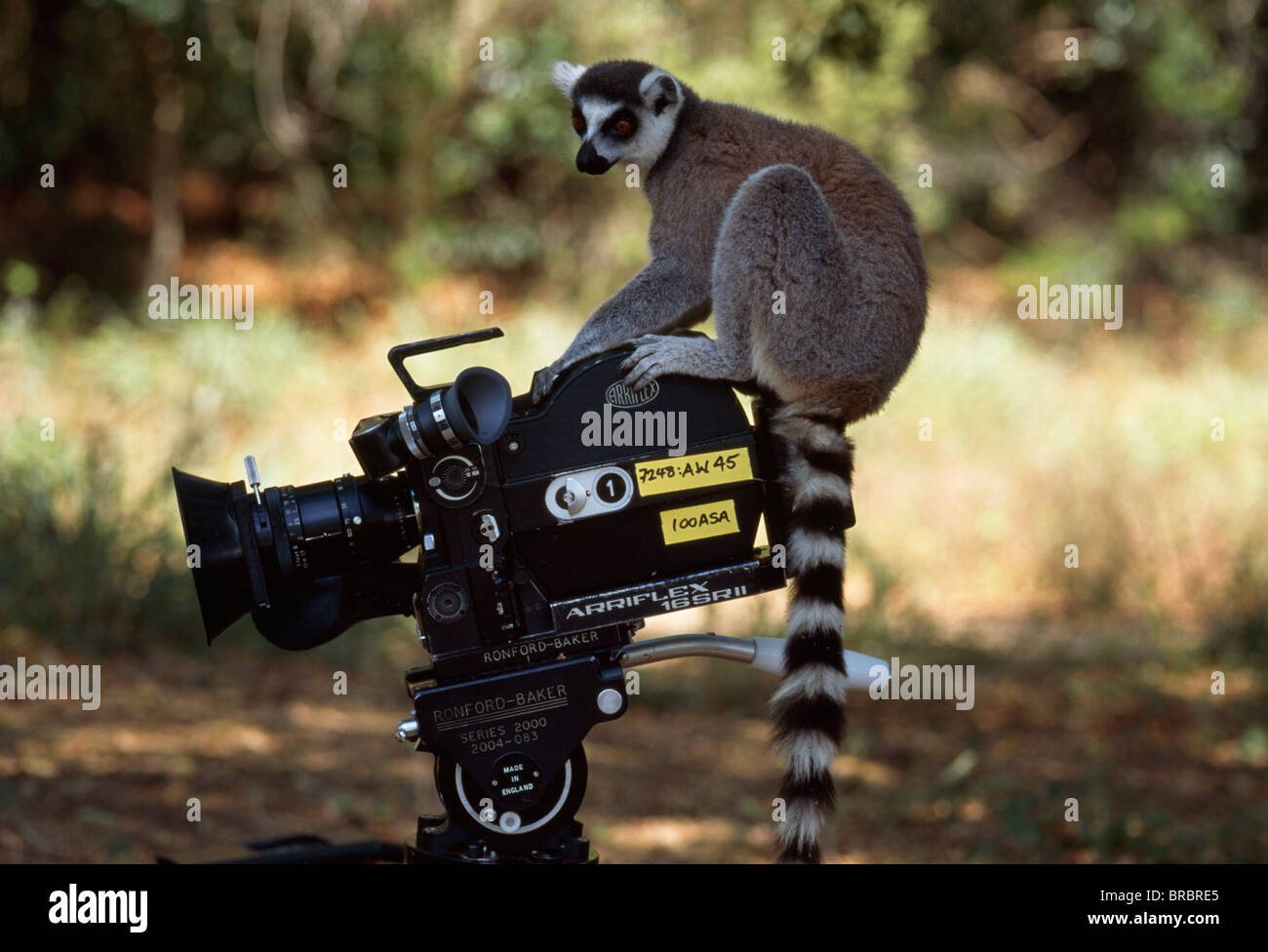 Untitled Document (Lemur catta) sur l'appareil photo, Bryanston, sud de Madagascar Banque D'Images