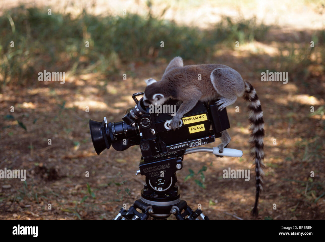 Untitled Document (Lemur catta) sur le tournage de l'appareil photo, Bryanston, sud de Madagascar Banque D'Images
