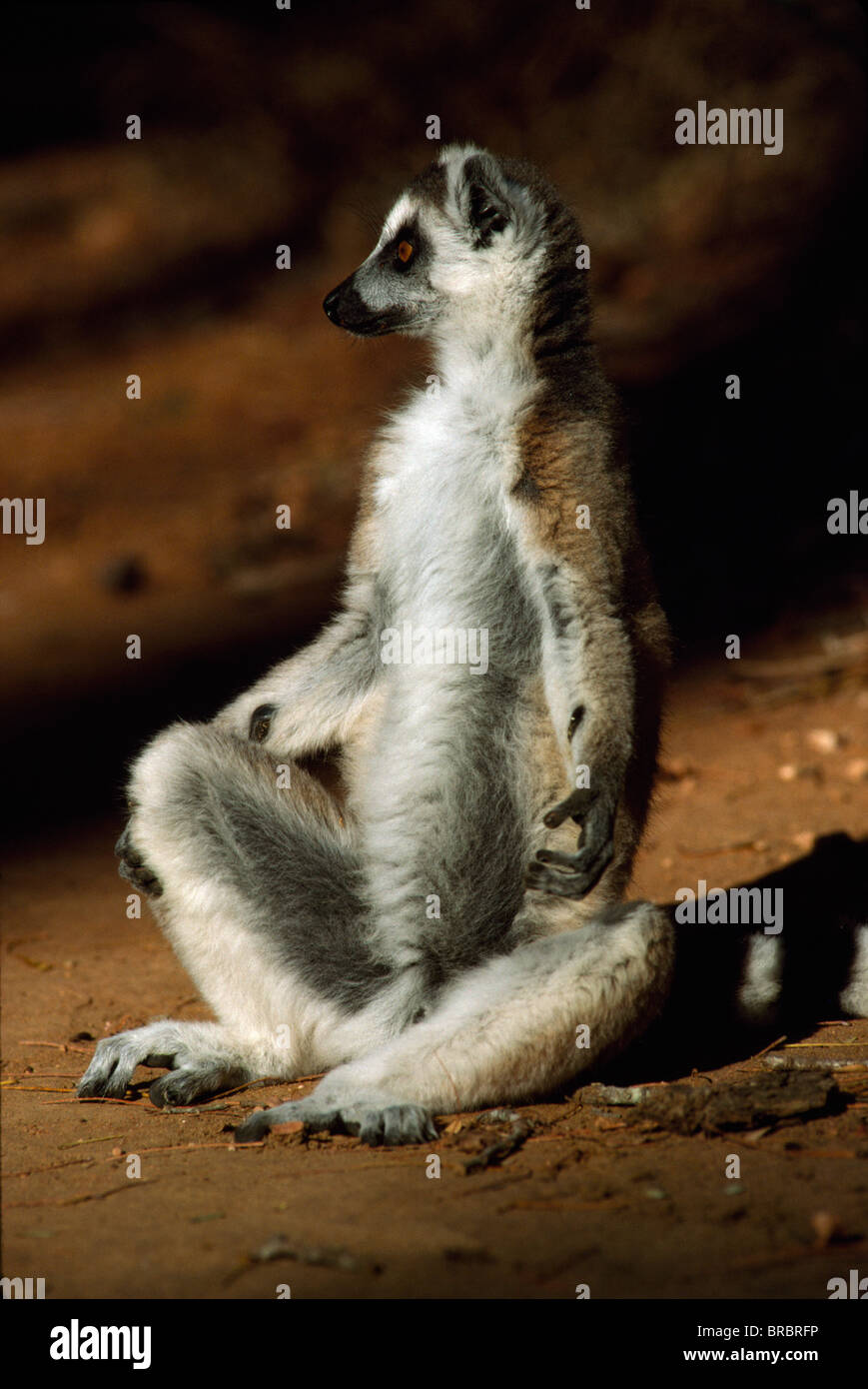 Untitled Document (Lemur catta) Bain de soleil sur la masse, Bryanston, sud de Madagascar Banque D'Images