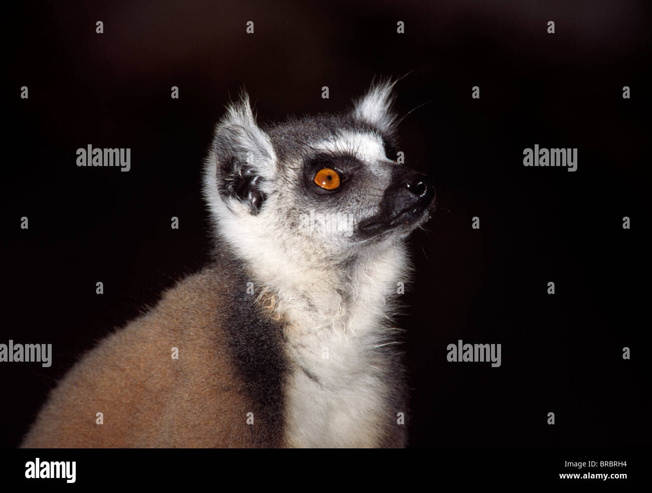 Portrait d'un ring-tailed Lemur (Lemur catta), Bryanston, sud de Madagascar Banque D'Images