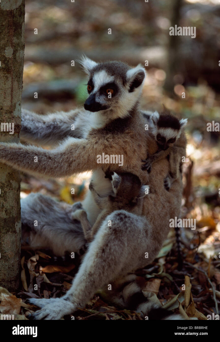 Ring-tailed lémuriens (Lemur catta), mère avec lits bébé, Bryanston, sud de Madagascar Banque D'Images