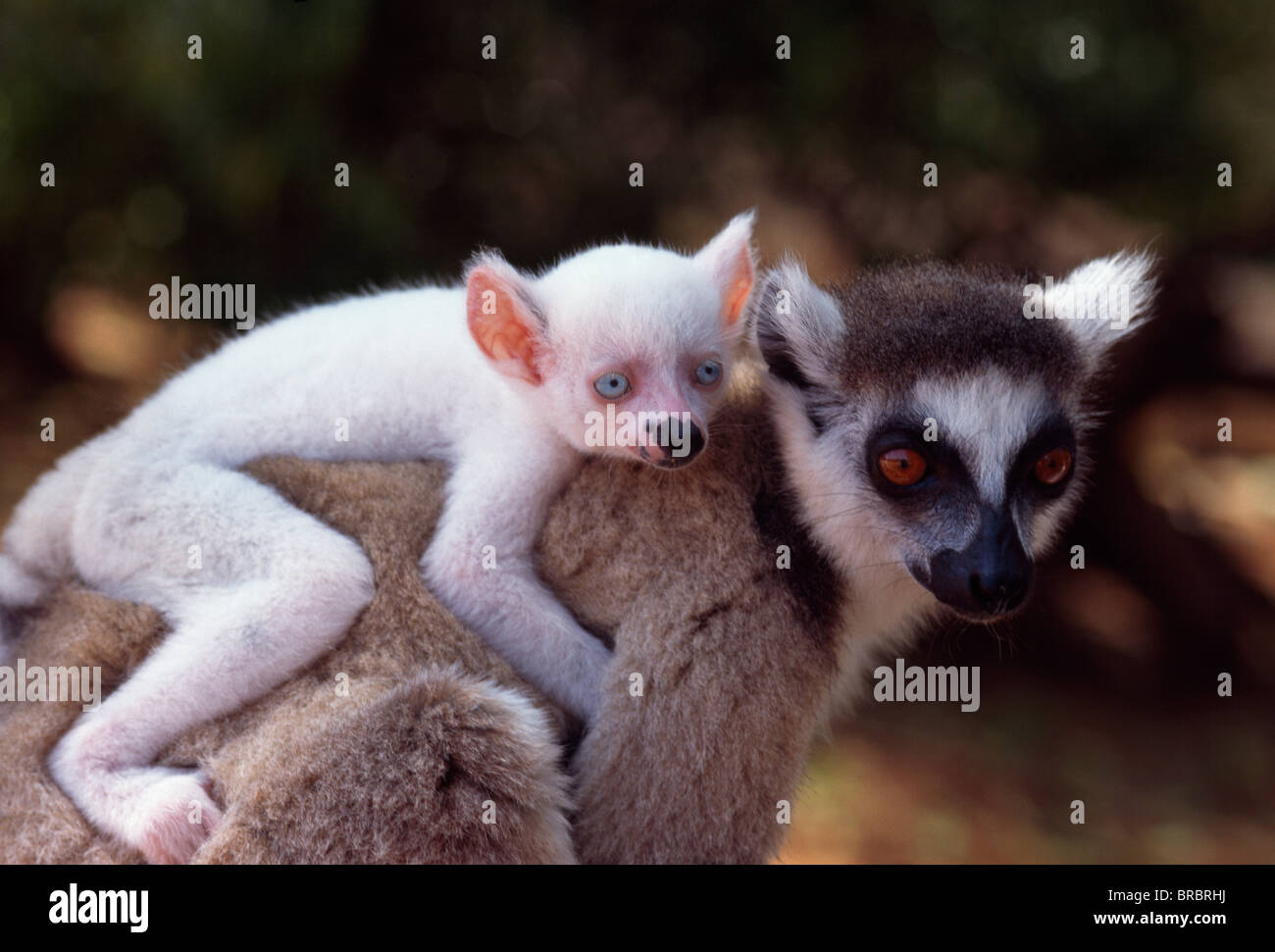 Untitled Document (Lemur catta), tous les hommes bébé blanc albinos (Saphir) sur le dos, Bryanston, sud de Madagascar Banque D'Images