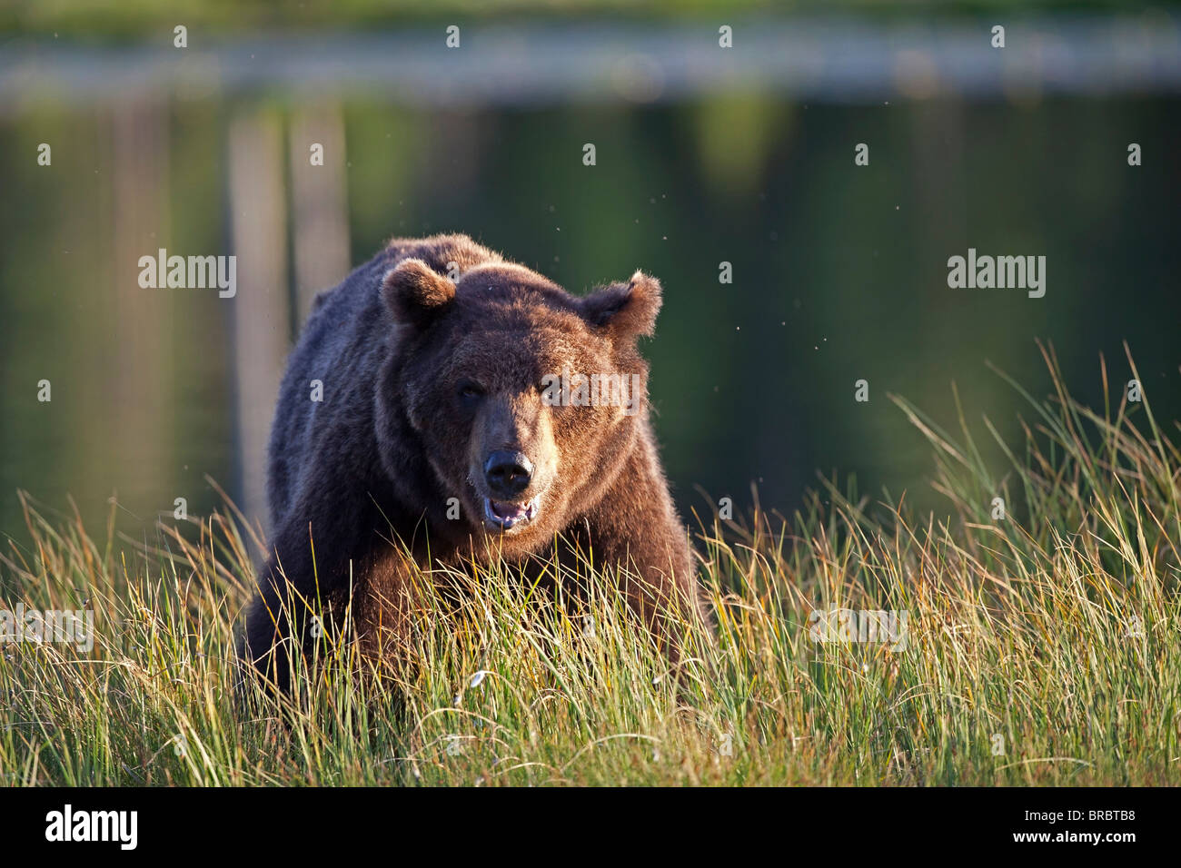 Ours brun - Ursus arctos / permanent Banque D'Images