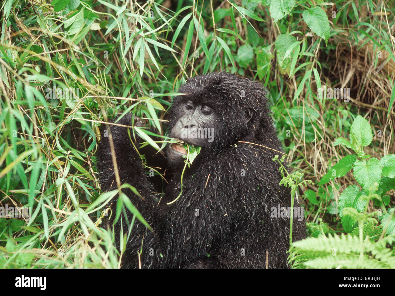 Gorille de montagne (Gorilla gorilla beringei) femelle se nourrissant de vigne après la pluie, Volcans Virunga, Rwanda Banque D'Images