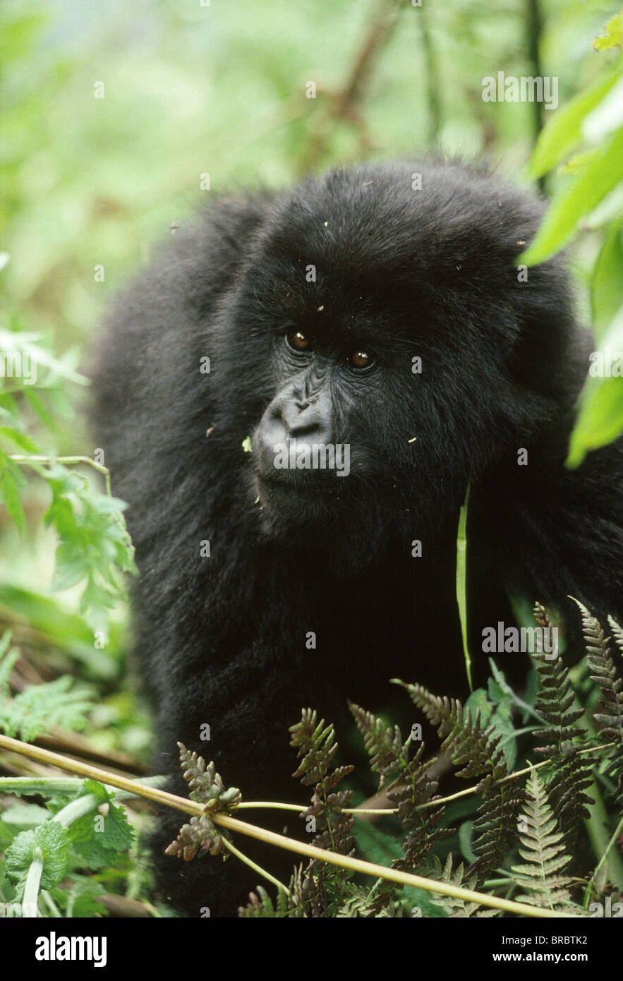 Gorille de montagne (Gorilla gorilla beringei) jeune homme, Volcans Virunga, Rwanda Banque D'Images