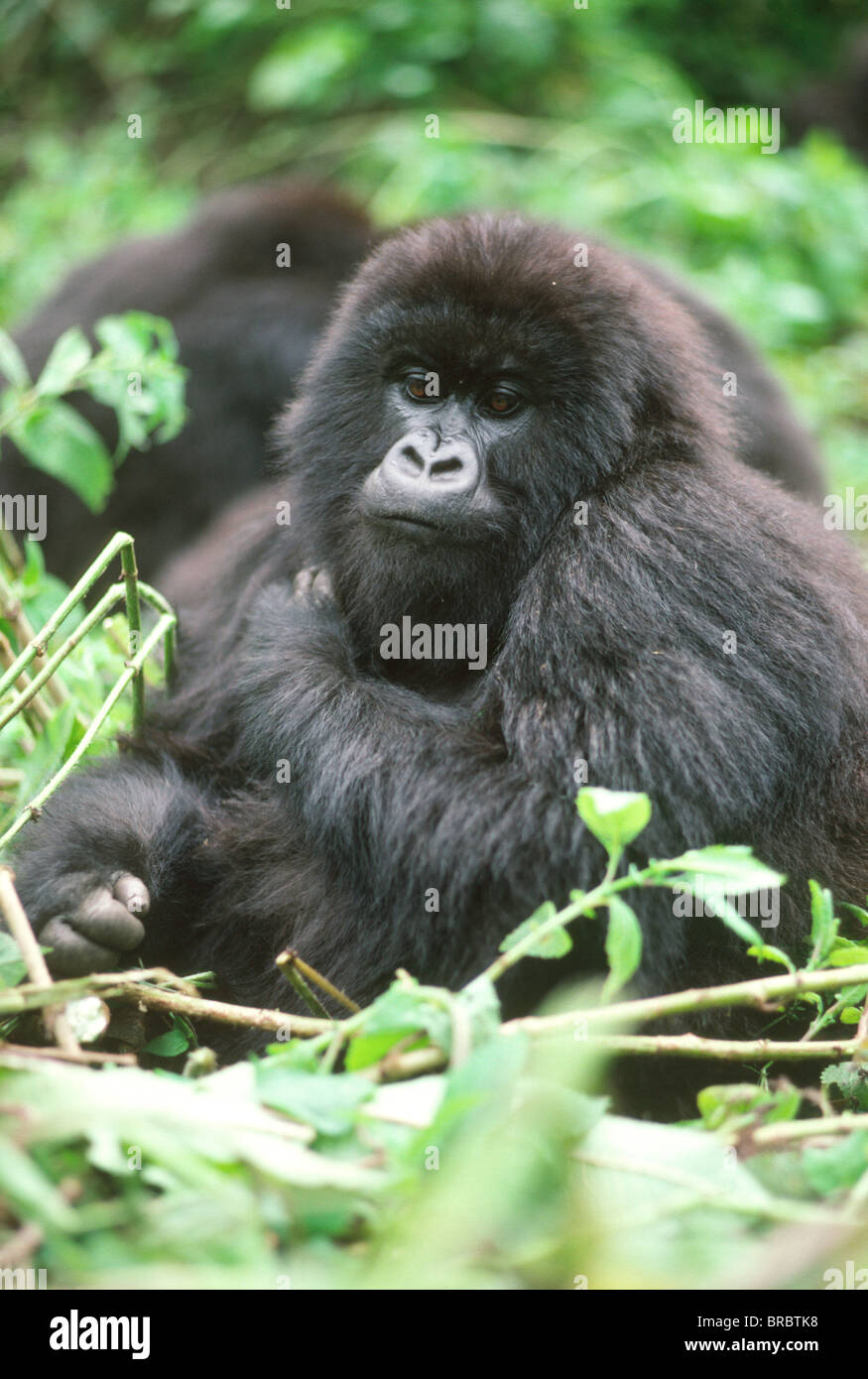 Gorille de montagne (Gorilla gorilla beringei) jeune femme, Volcans Virunga, Rwanda Banque D'Images