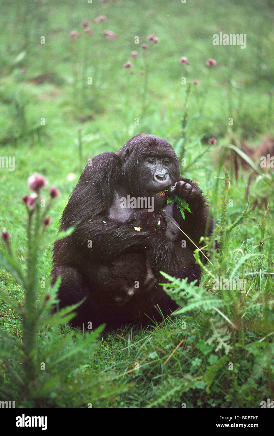 Gorille de montagne (Gorilla gorilla beringei) mère avec l'alimentation du nourrisson sur thistle, Volcans Virunga, Rwanda Banque D'Images