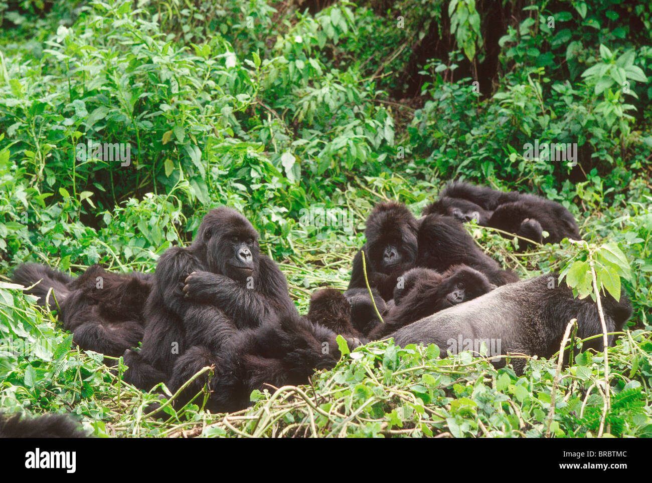 Les gorilles de montagne (Gorilla gorilla beringei), silverback groupe mâle avec le repos, Volcans Virunga, Rwanda Banque D'Images