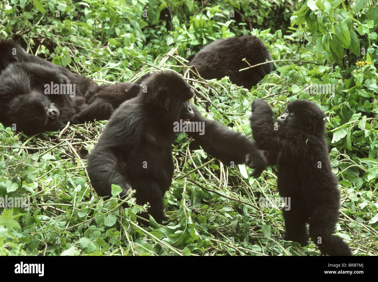 Les gorilles de montagne (Gorilla gorilla beringei), les mineurs de jouer, Volcans Virunga, Rwanda Banque D'Images