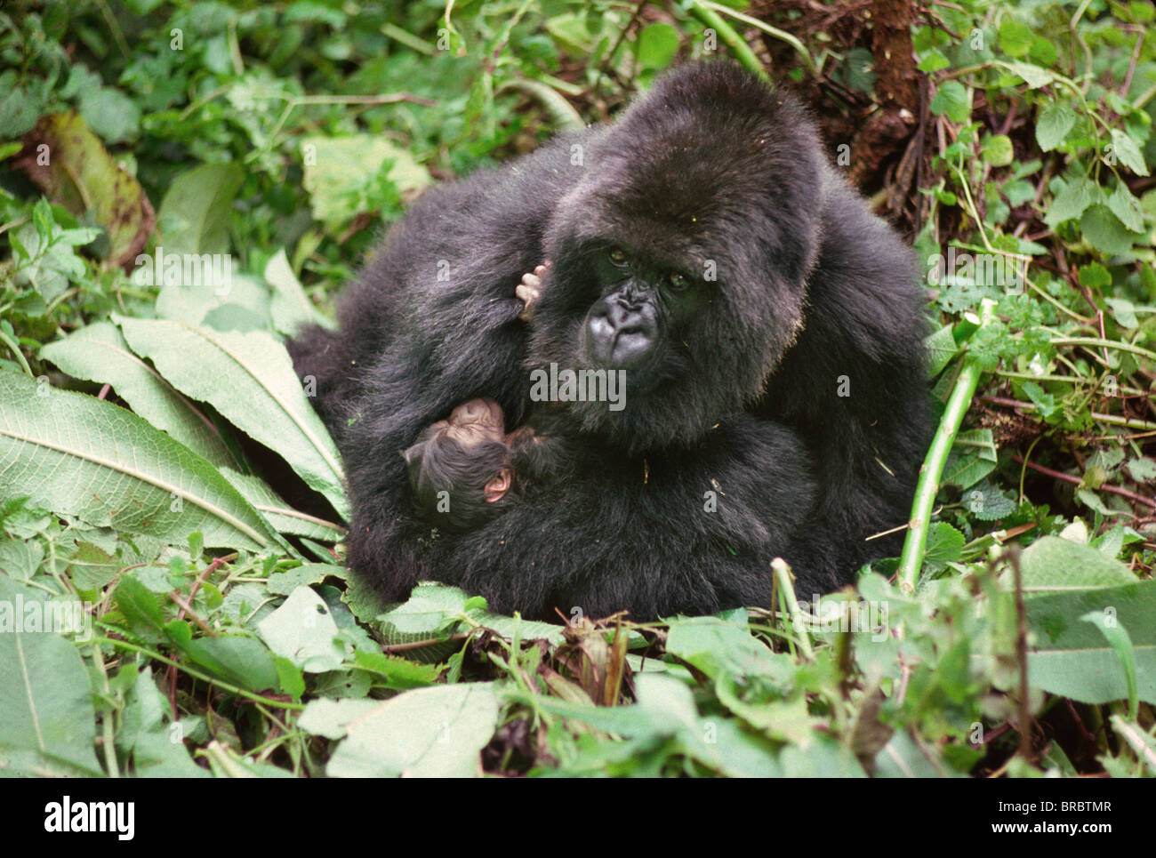 Les gorilles de montagne (Gorilla g. beringei), mère Amareba avec nouveau-né, Volcans Virunga, Rwanda Banque D'Images